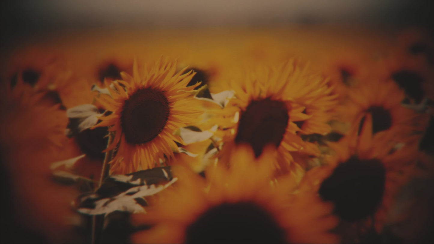 Vintage Sunflowers Warm