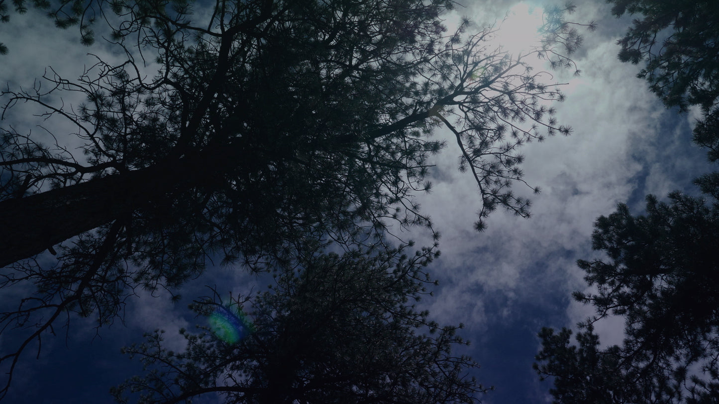 Nature Walk Trees