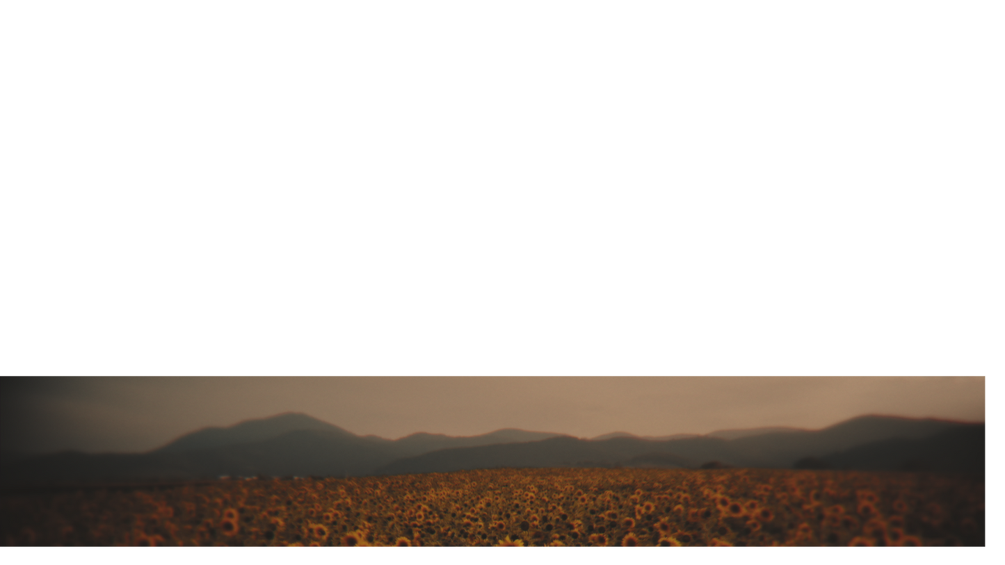 Vintage Sunflowers Lower Third 3
