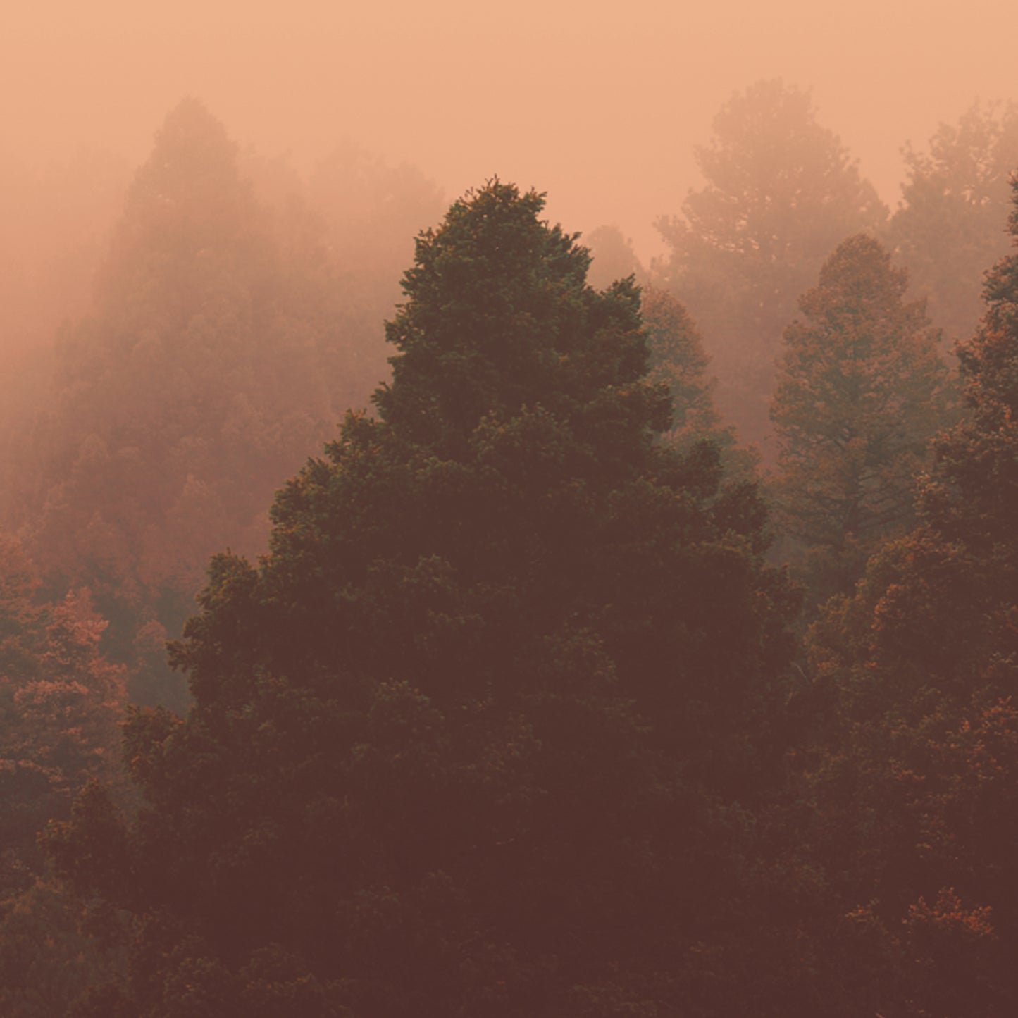 Misty Forest