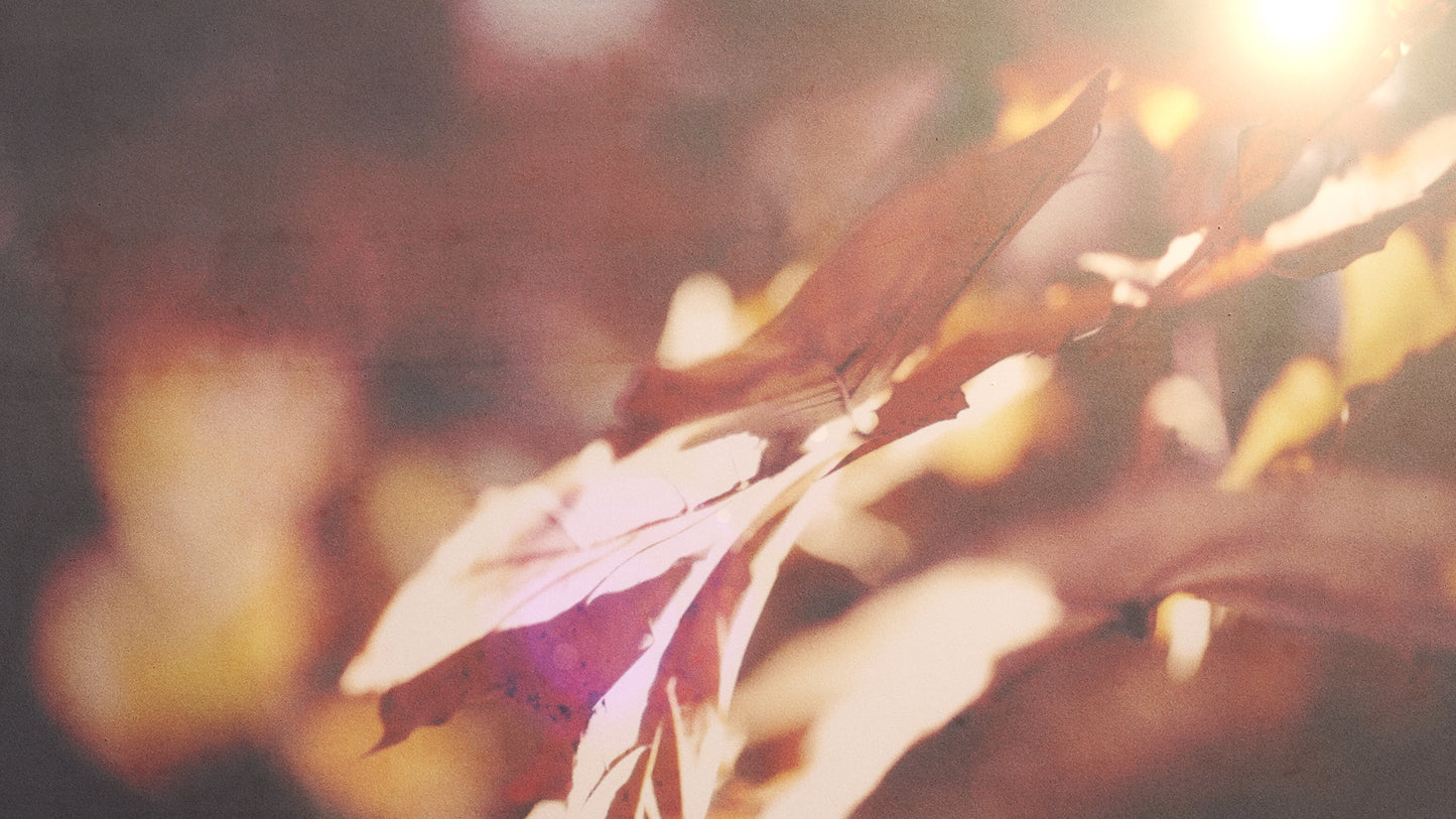 Autumn Light 02 Still