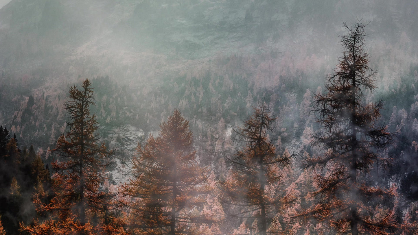 Deep Autumn Treeline