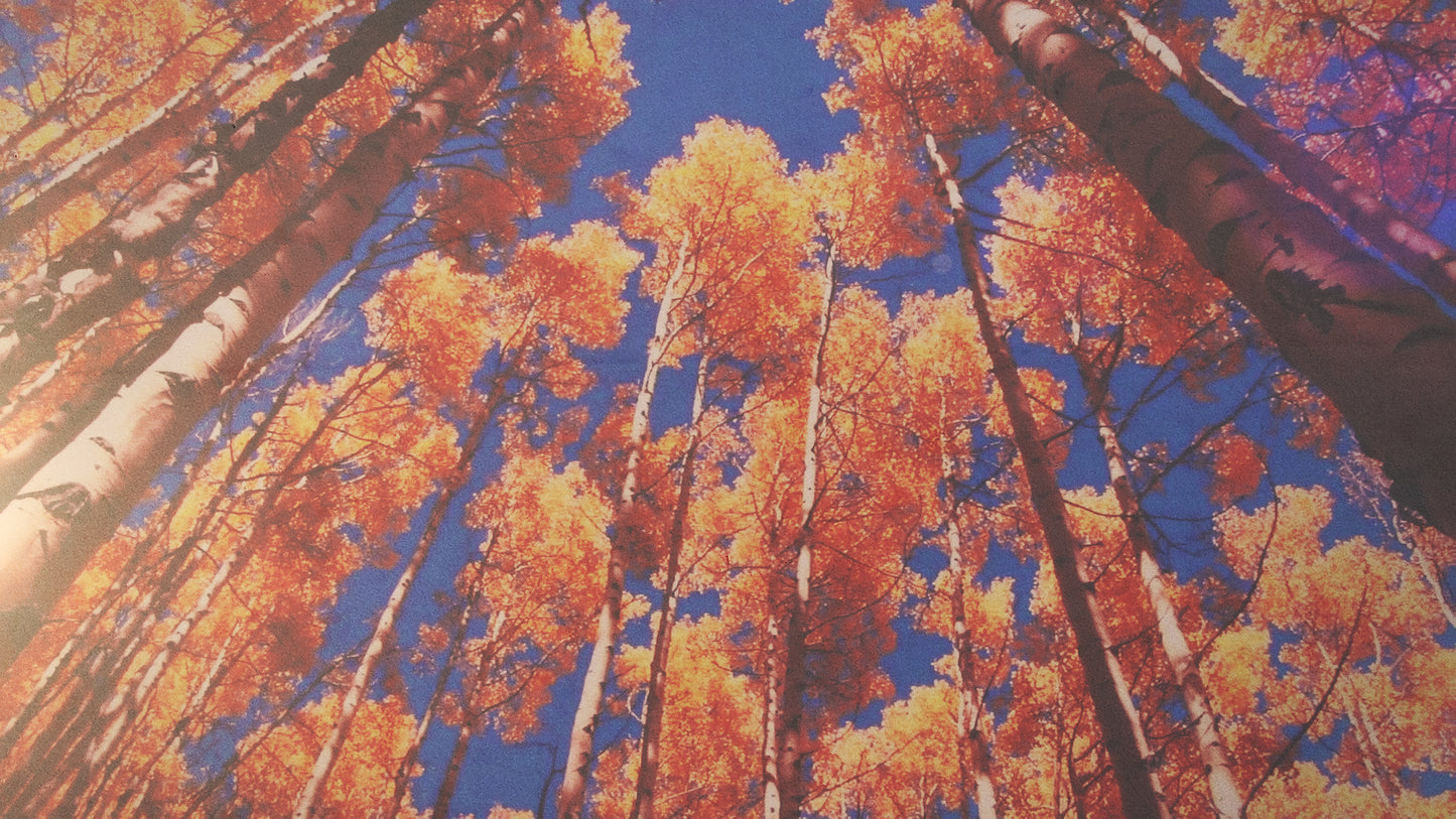 Autumn Light 09 Still