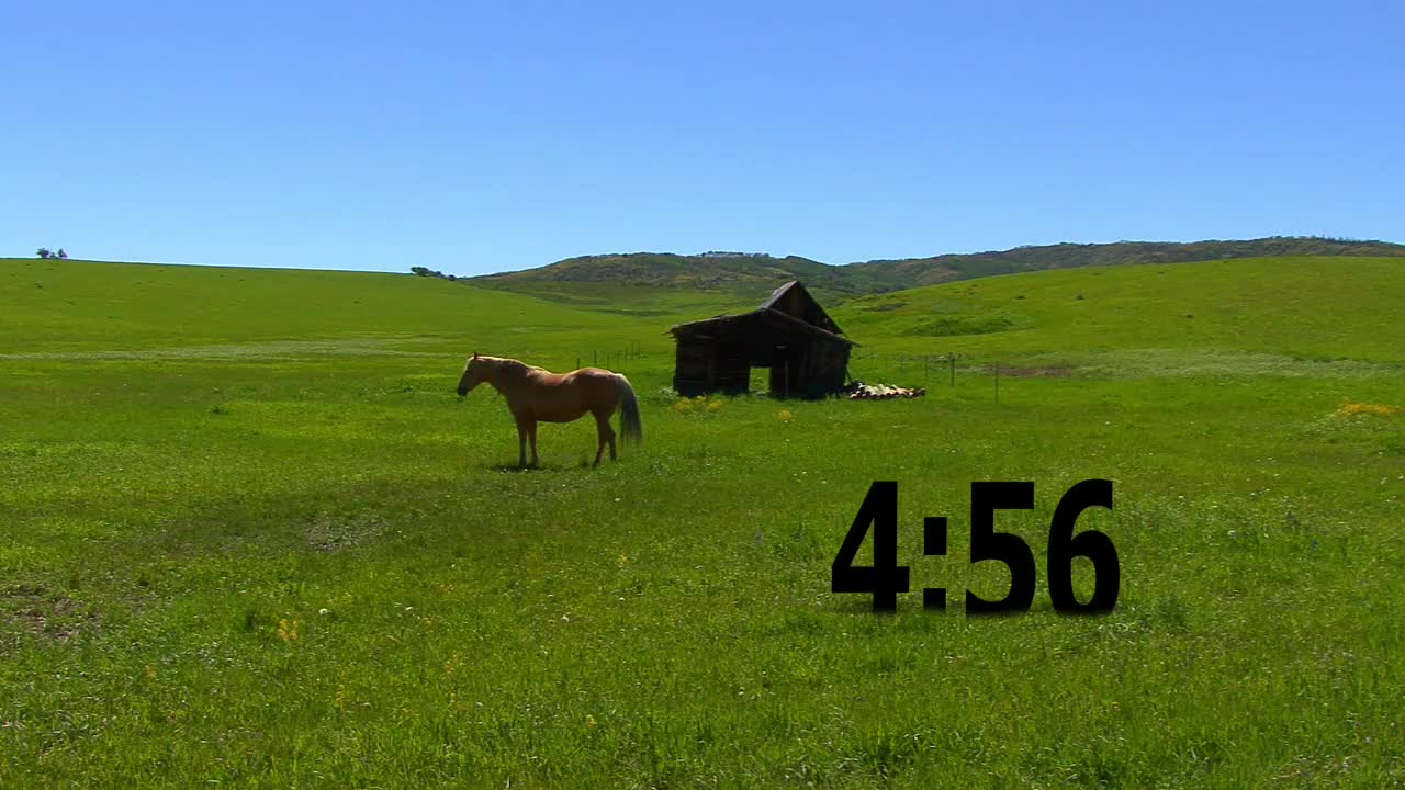 Horse Countdown