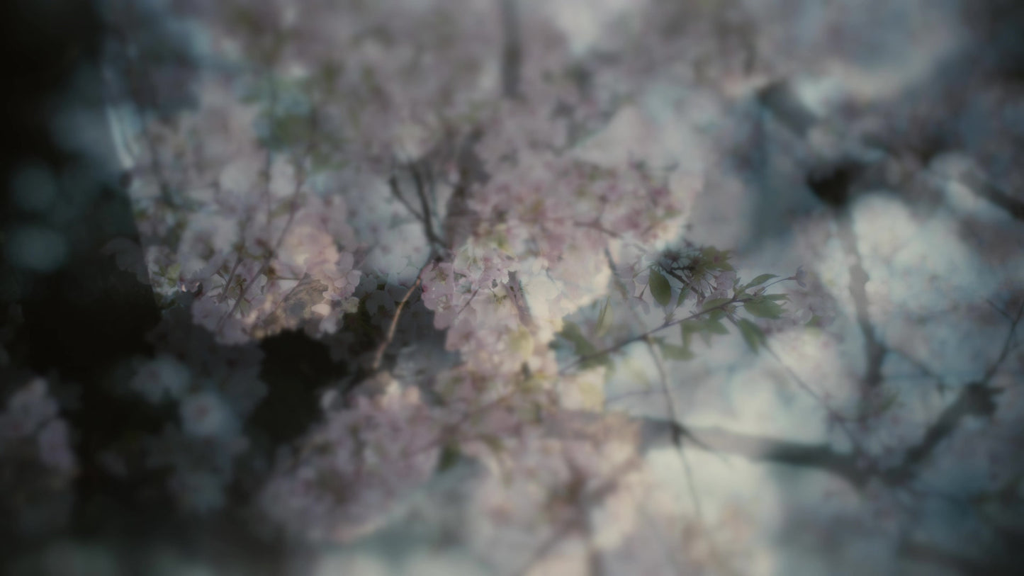 Muted Spring Bloom