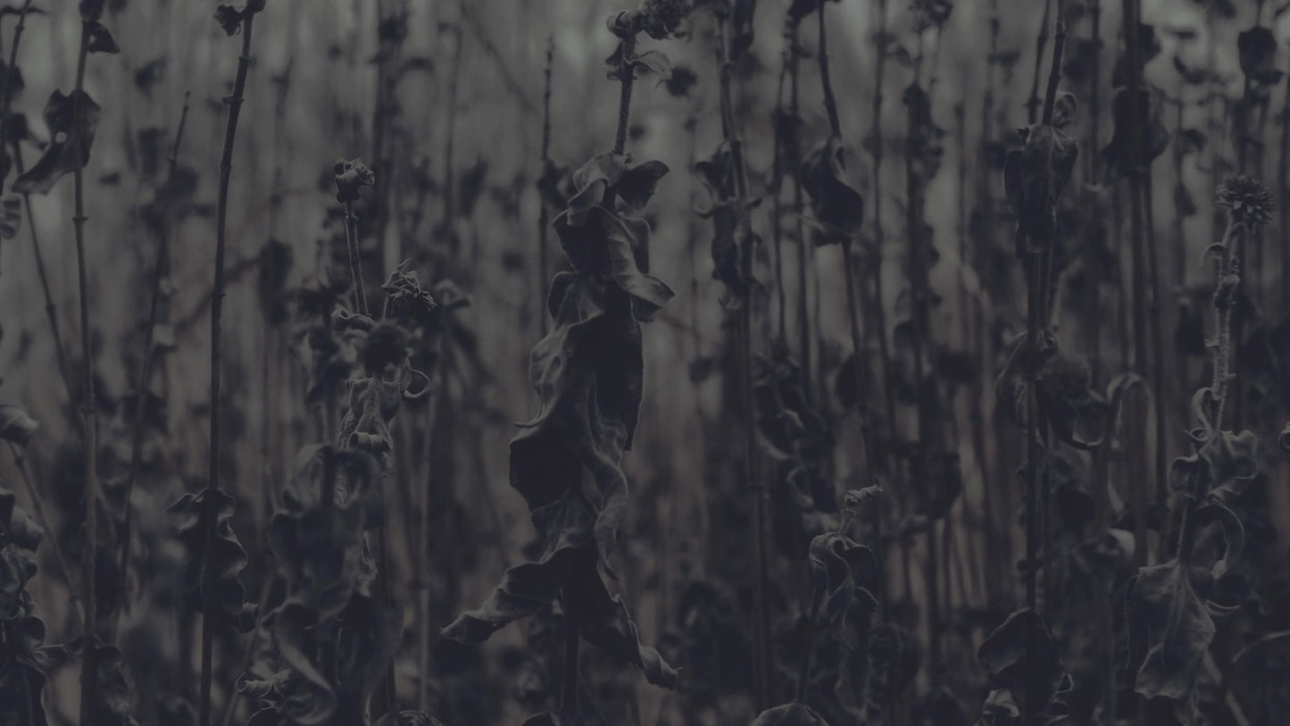 Bleak Beauty Stalks Fade