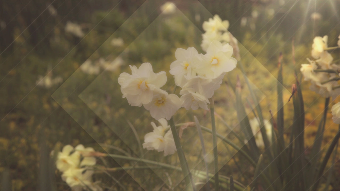 Fresh Flowers White