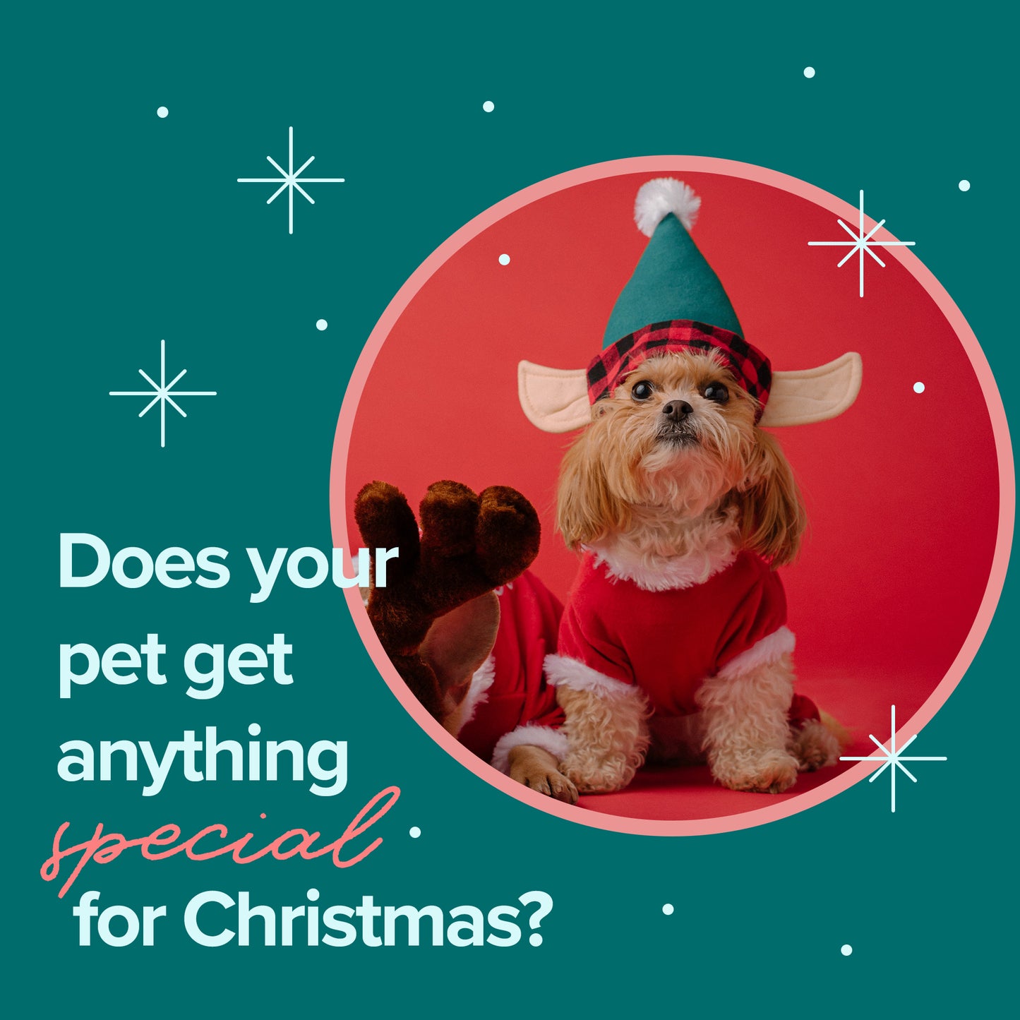 Christmas Pets