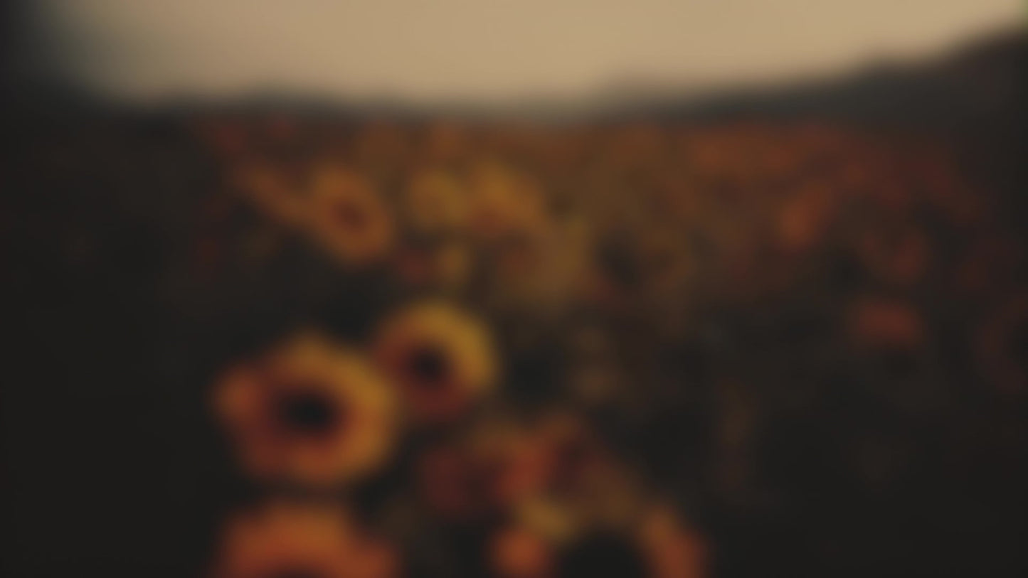 Vintage Sunflowers Low Blur