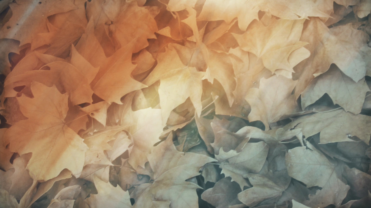 Fallen Leaves 02 Still