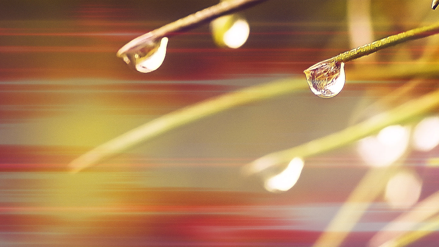 Morning Dew Streak