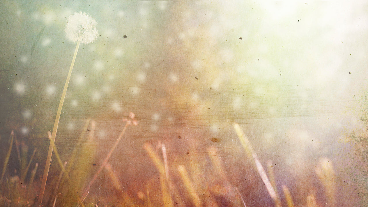 Dandelion Blank
