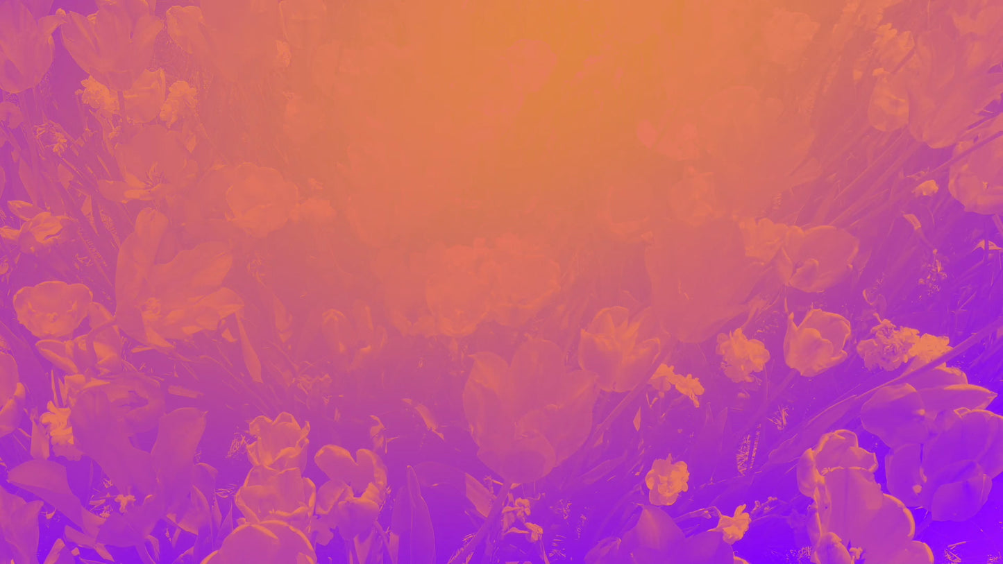 Radiant Gradient Flowers 03 Still