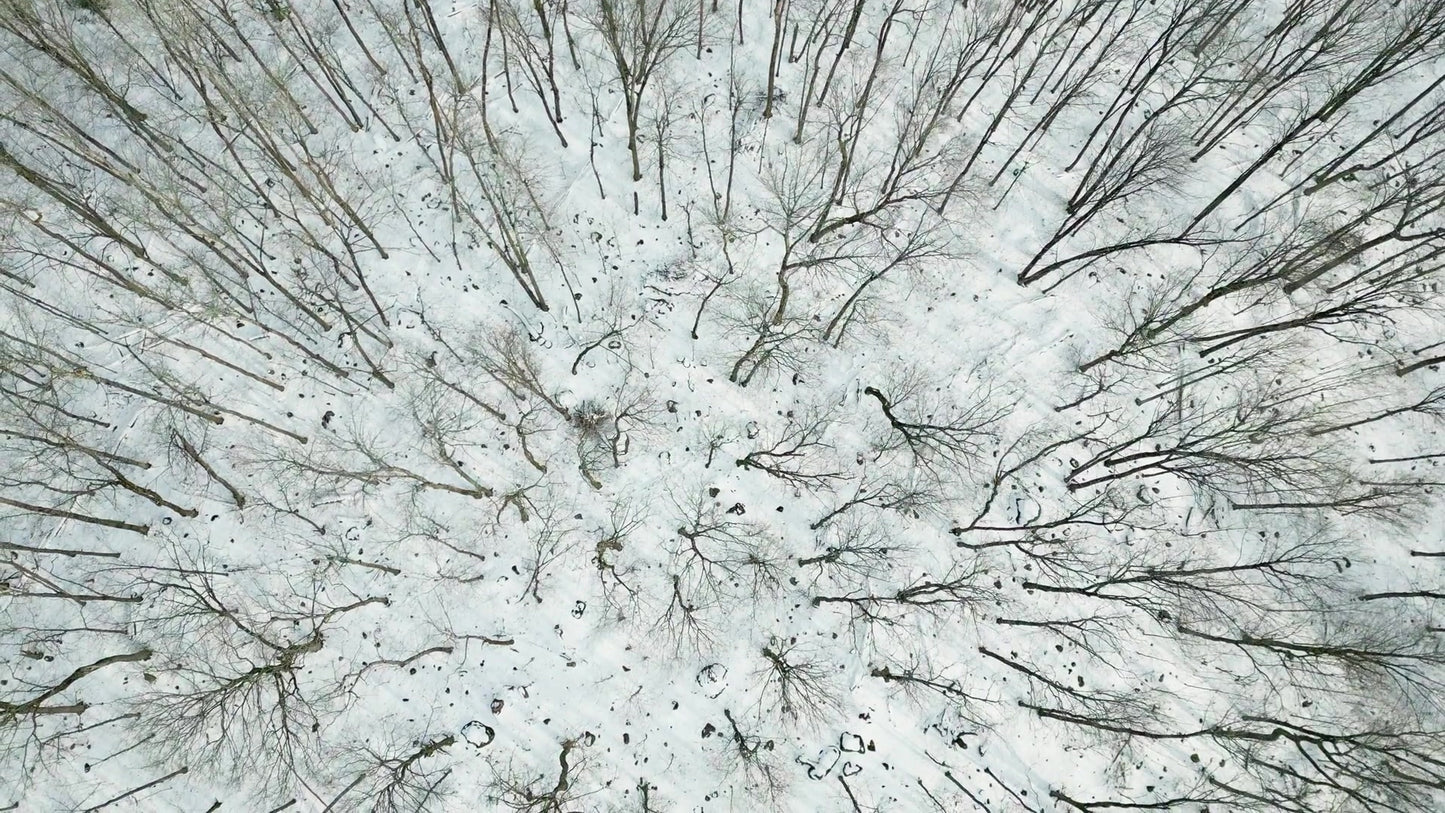 Winter Woods 07