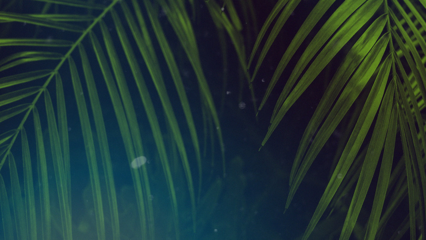 Palm Sunday Streaming 03 Still