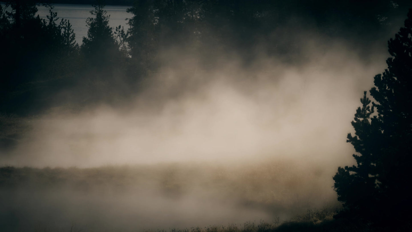 Misty Lent Forest