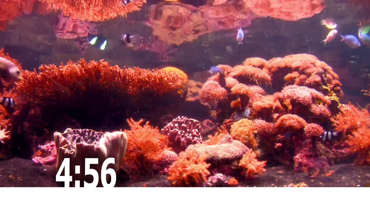 Fish Tank Countdown 2