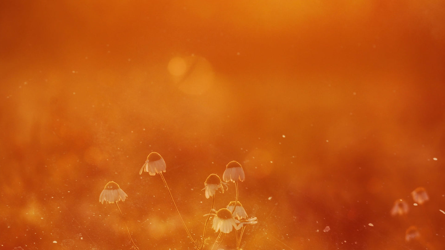 Autumn Blur Dust