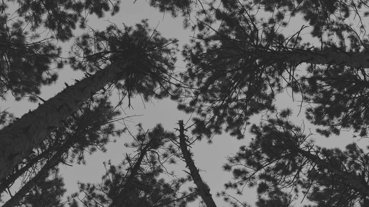 The Forest 2 BW
