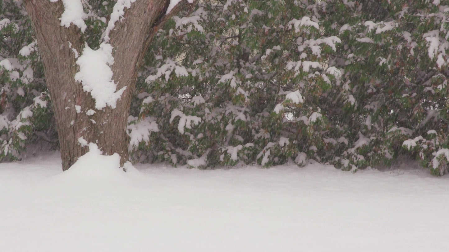 Winter Woods 13
