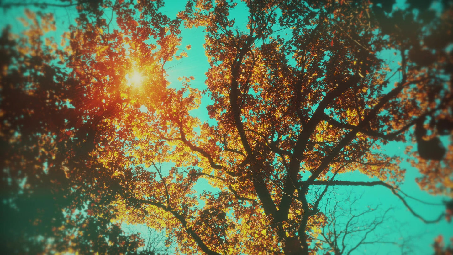 Autumn Canopies 3