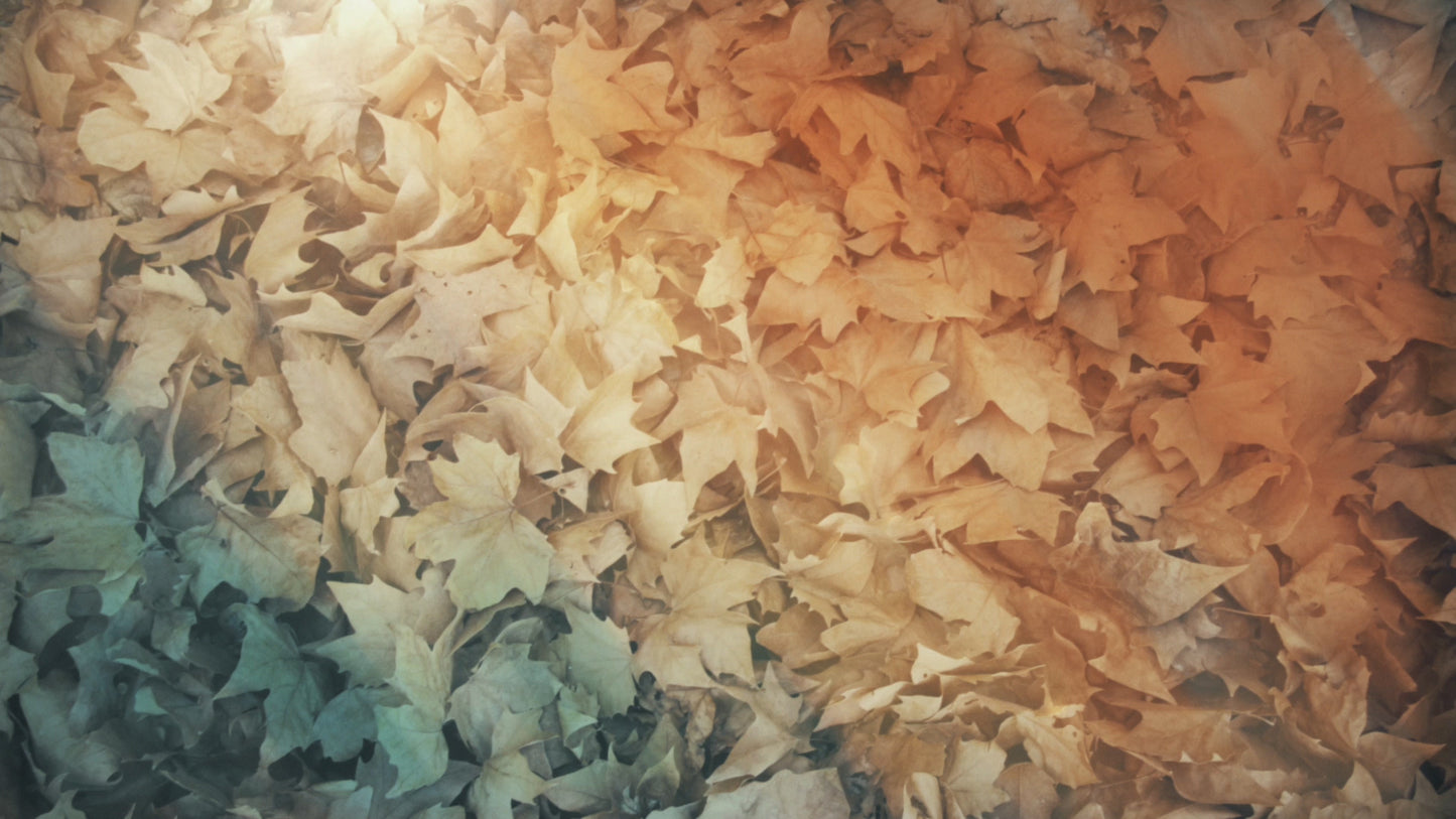 Fallen Leaves 04 Still
