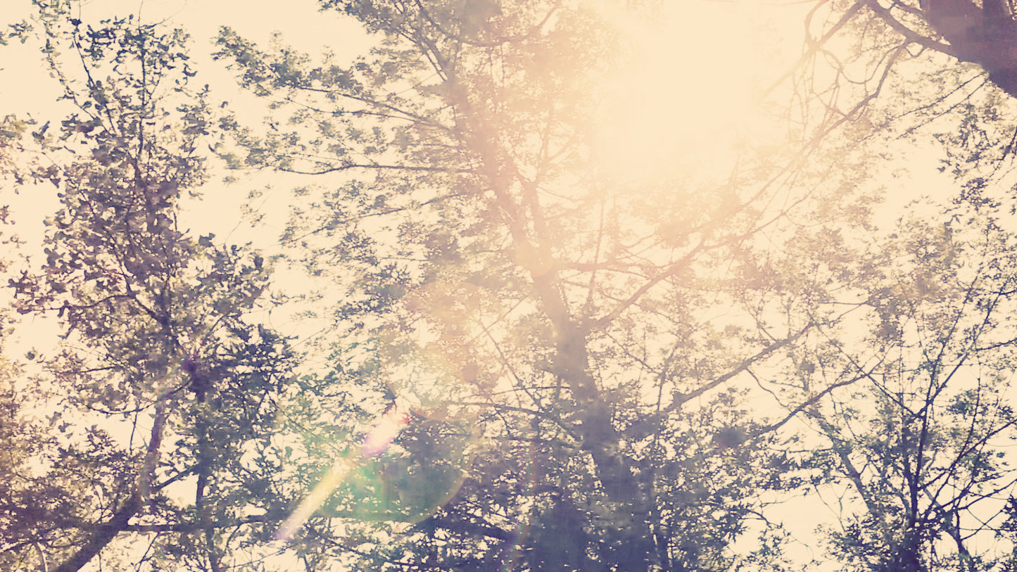 Walden Sky