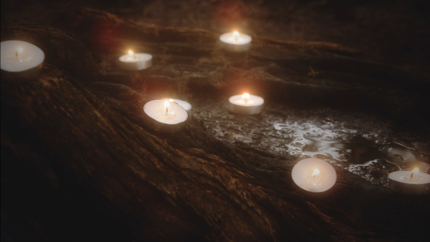 Willow Lights Memory