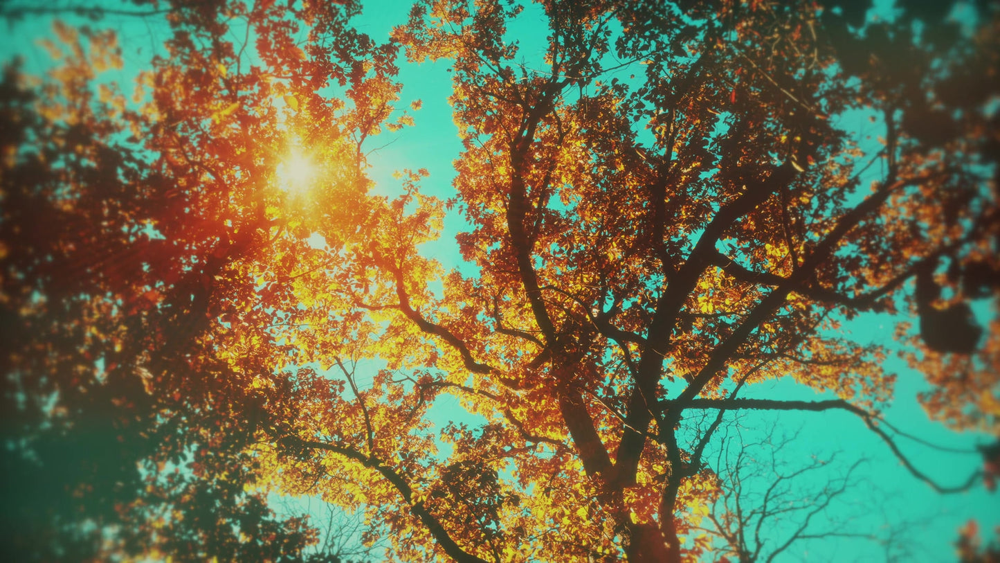 Autumn Canopies 5