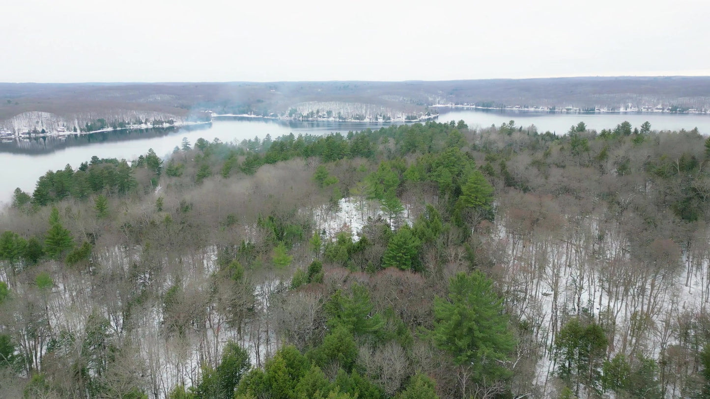 Winter Woods 11
