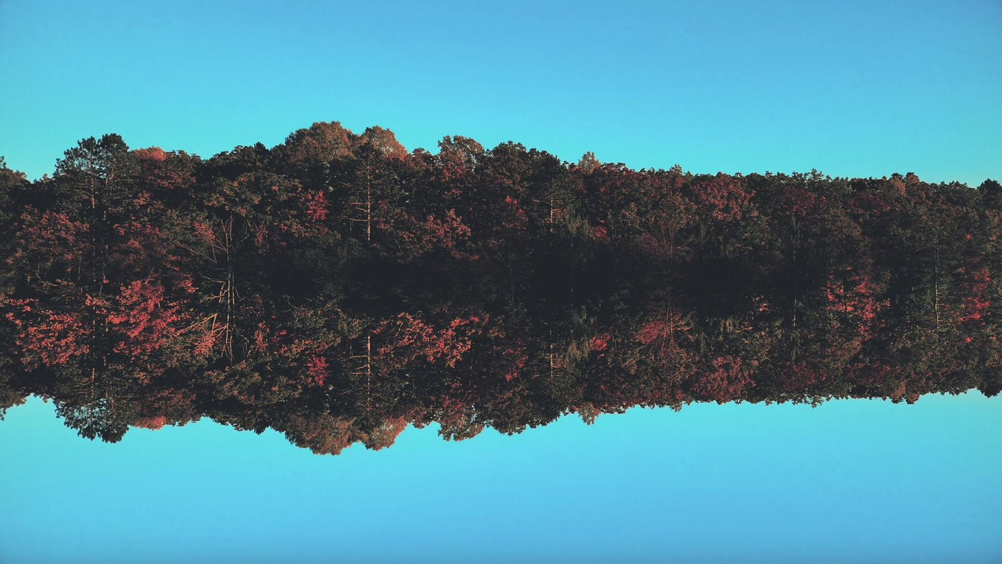 Foliage Remixed 08