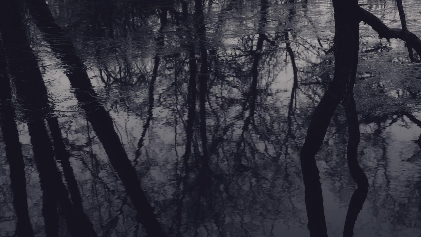 Bleak Beauty Dark Fade