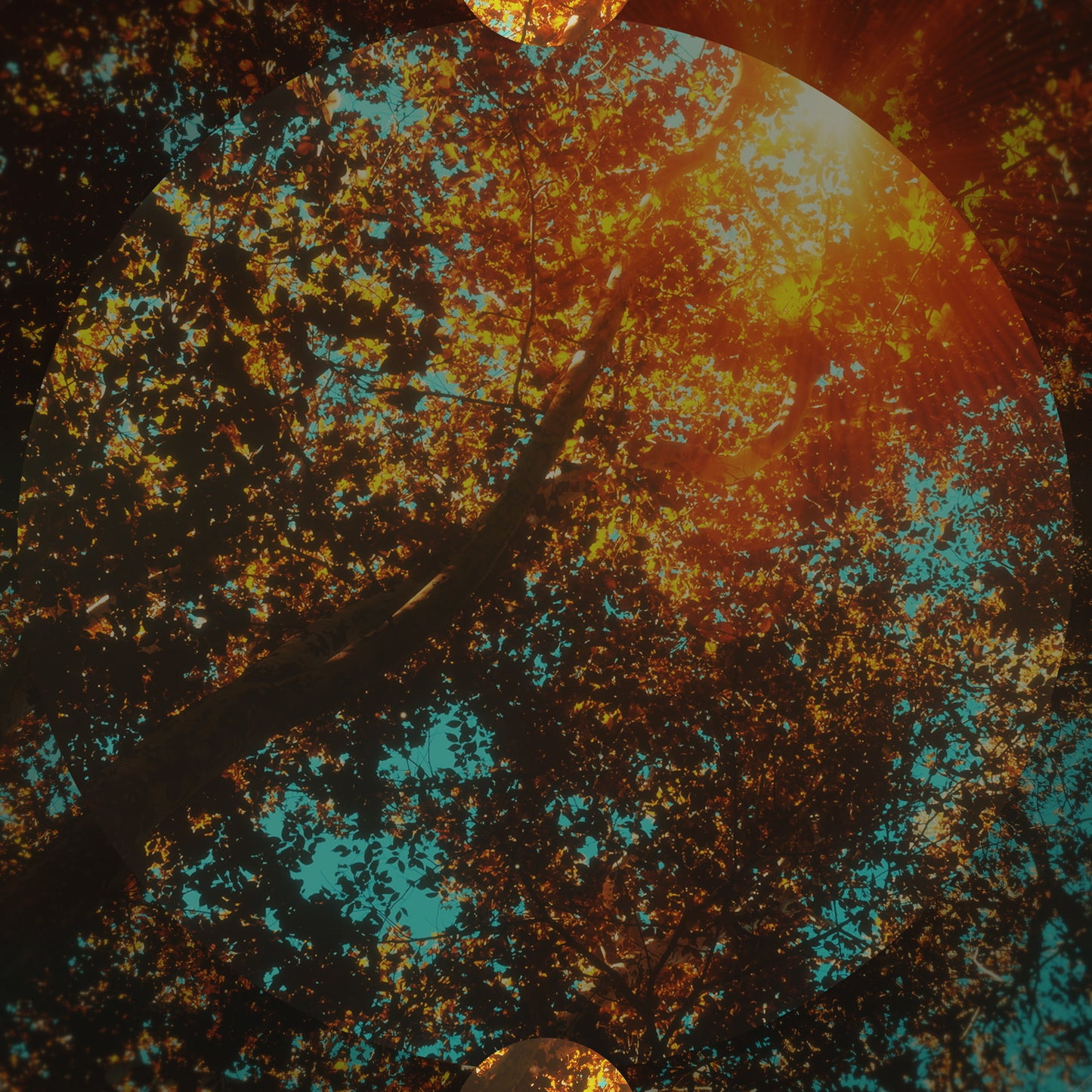 Sunday Autumn Canopies Blank