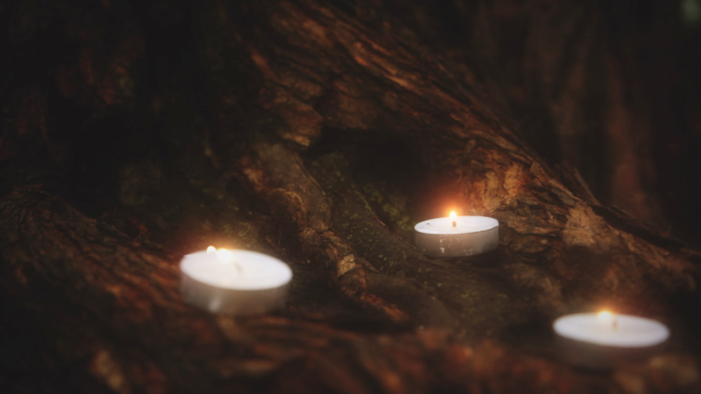 Willow Lights Awaken