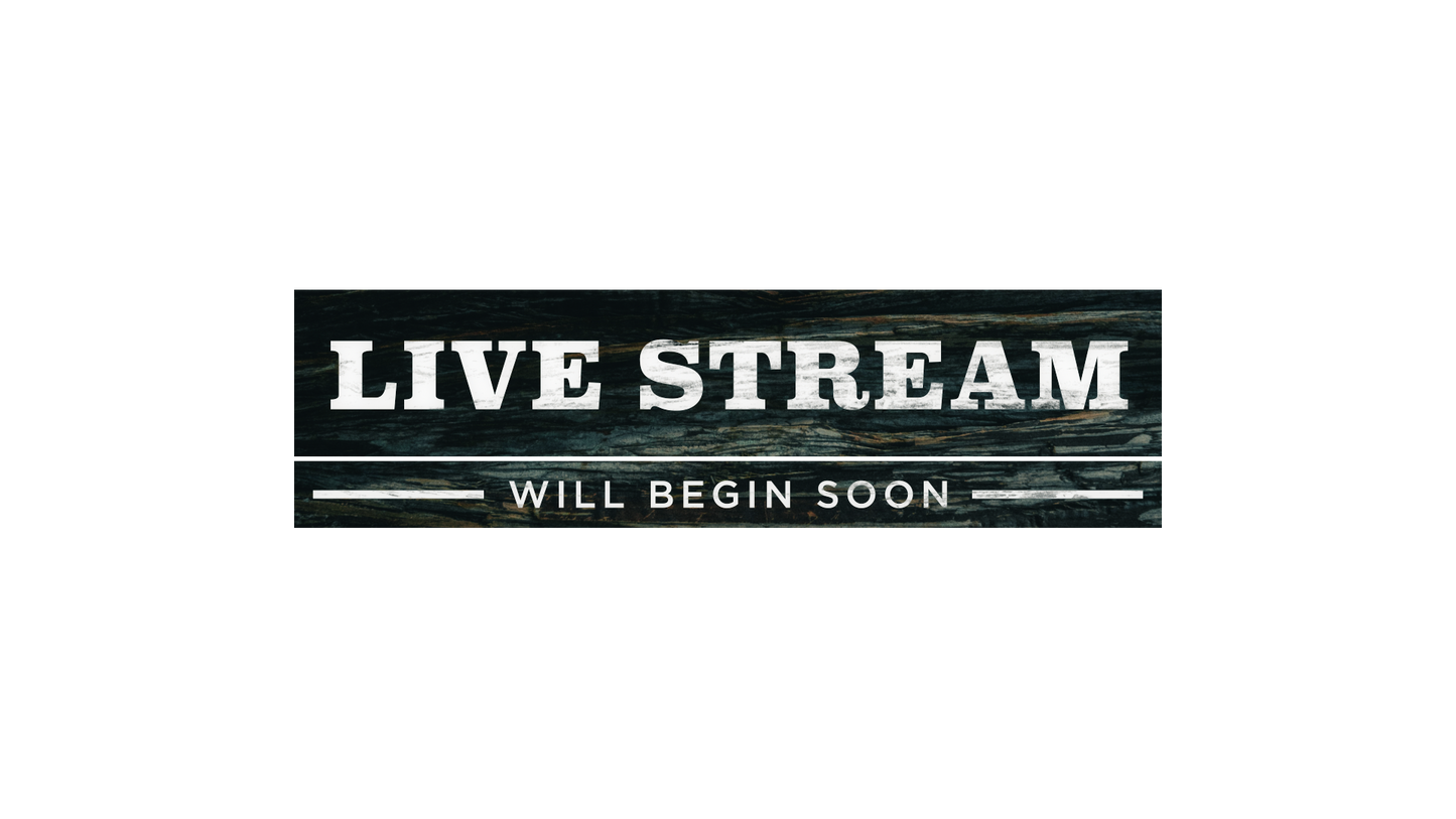 Winter Woods Live Stream