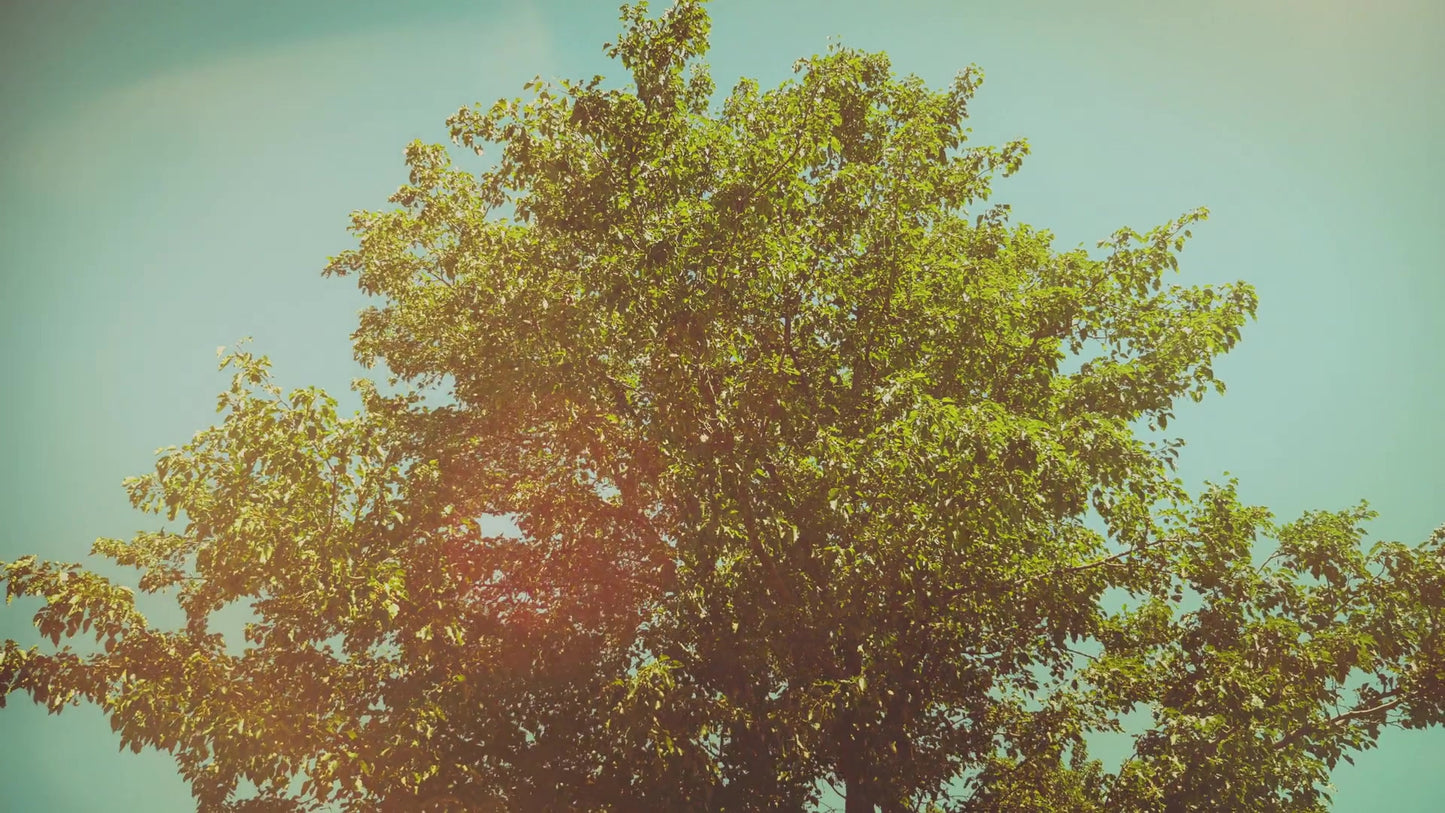 Summer Bright Solitary