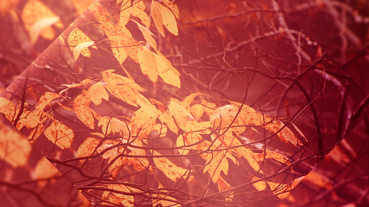 Autumn Oasis Leaves