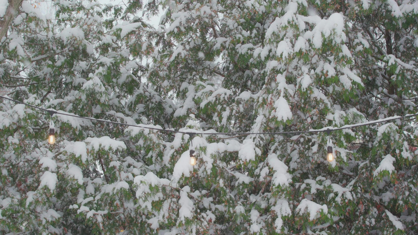 Winter Woods 18