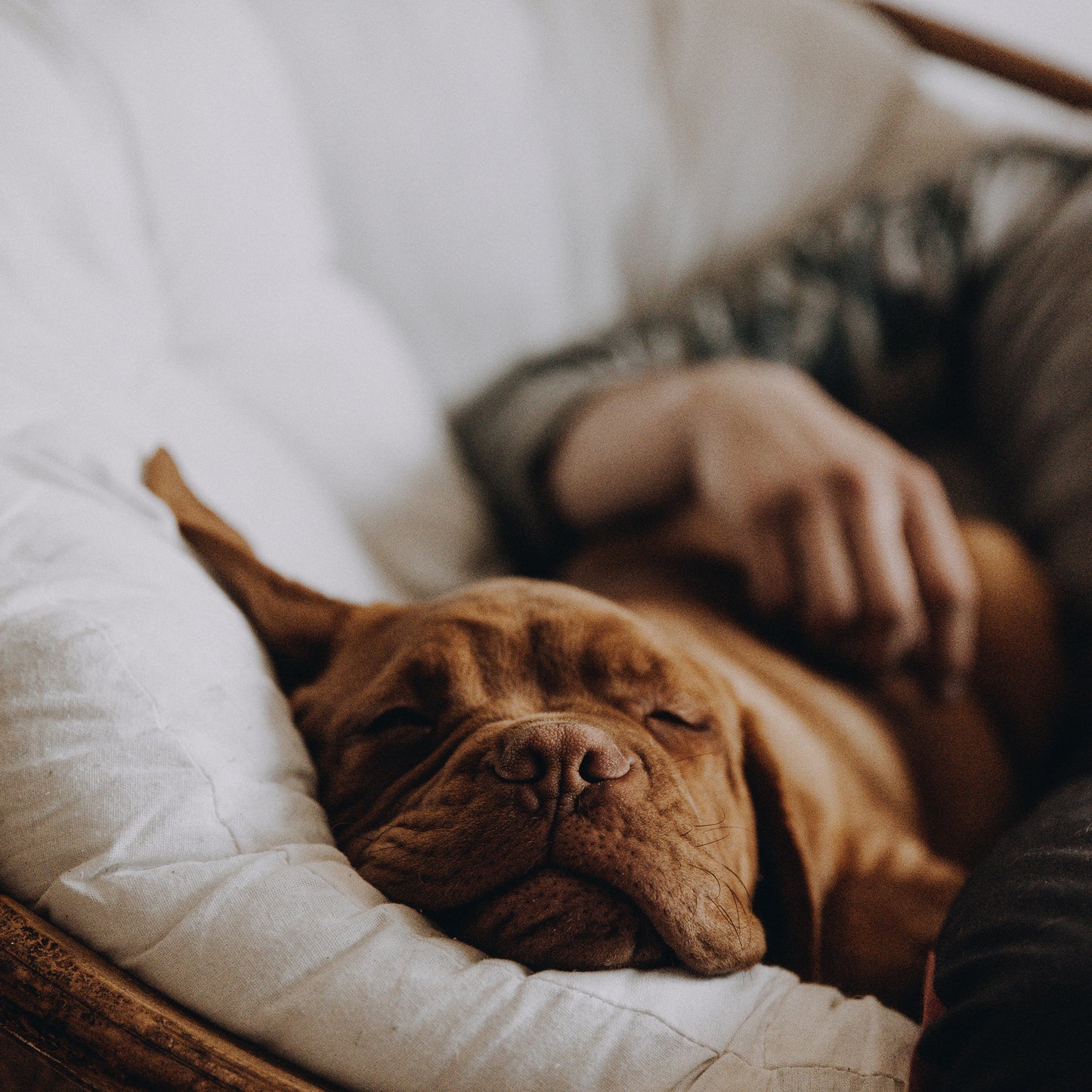 Sunday To Do Fall Back