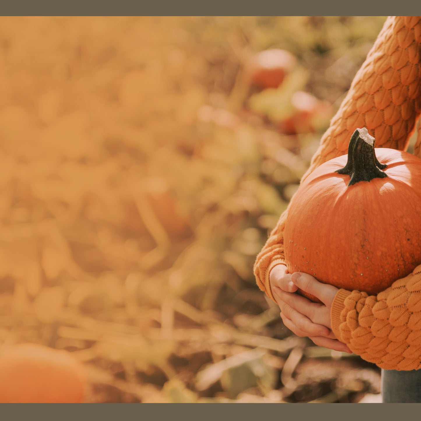 Pumpkin Patch Blank