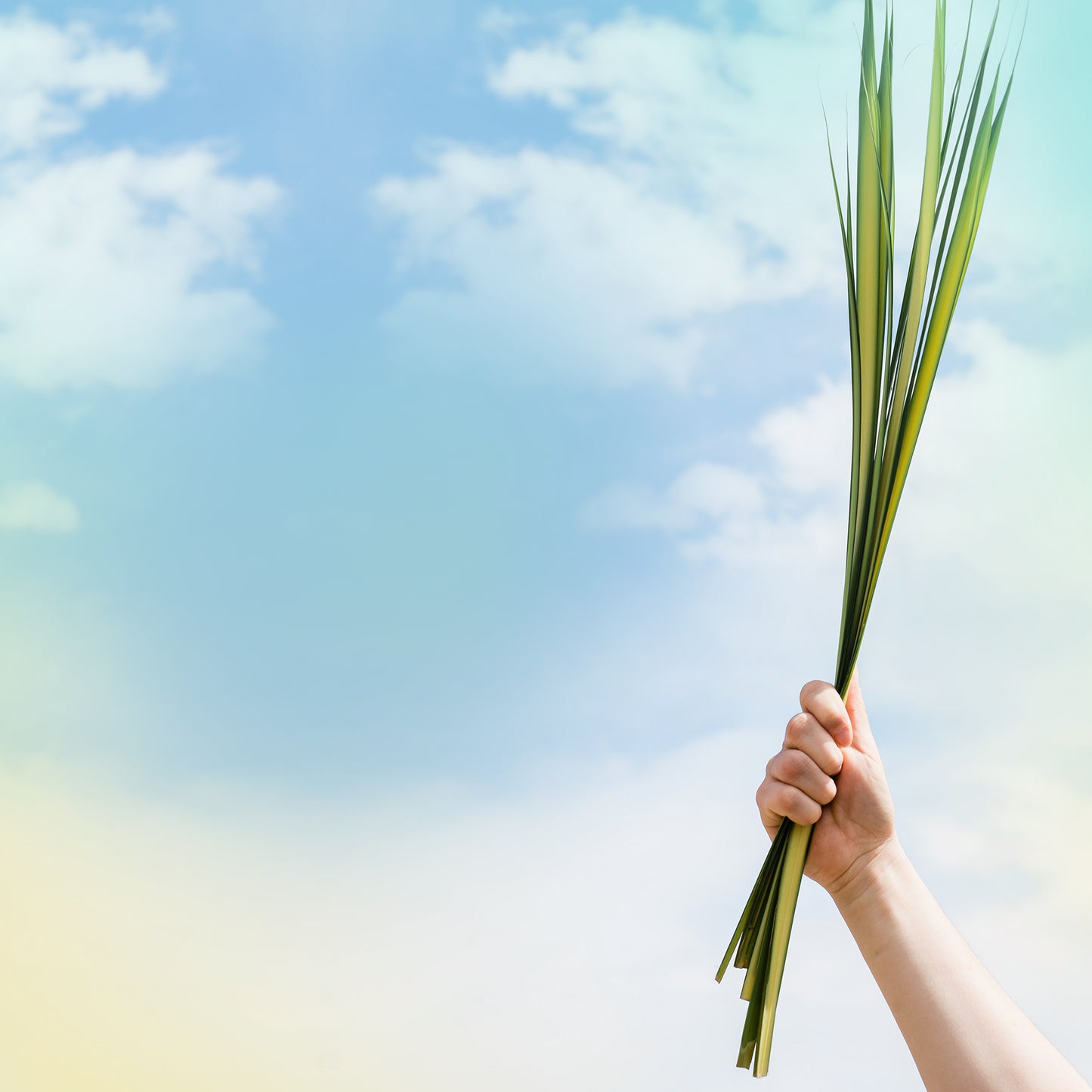 Palm Passion Sunday Blank