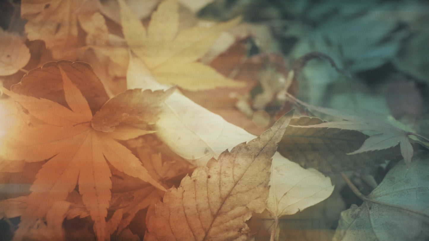 Fallen Leaves 01 Still