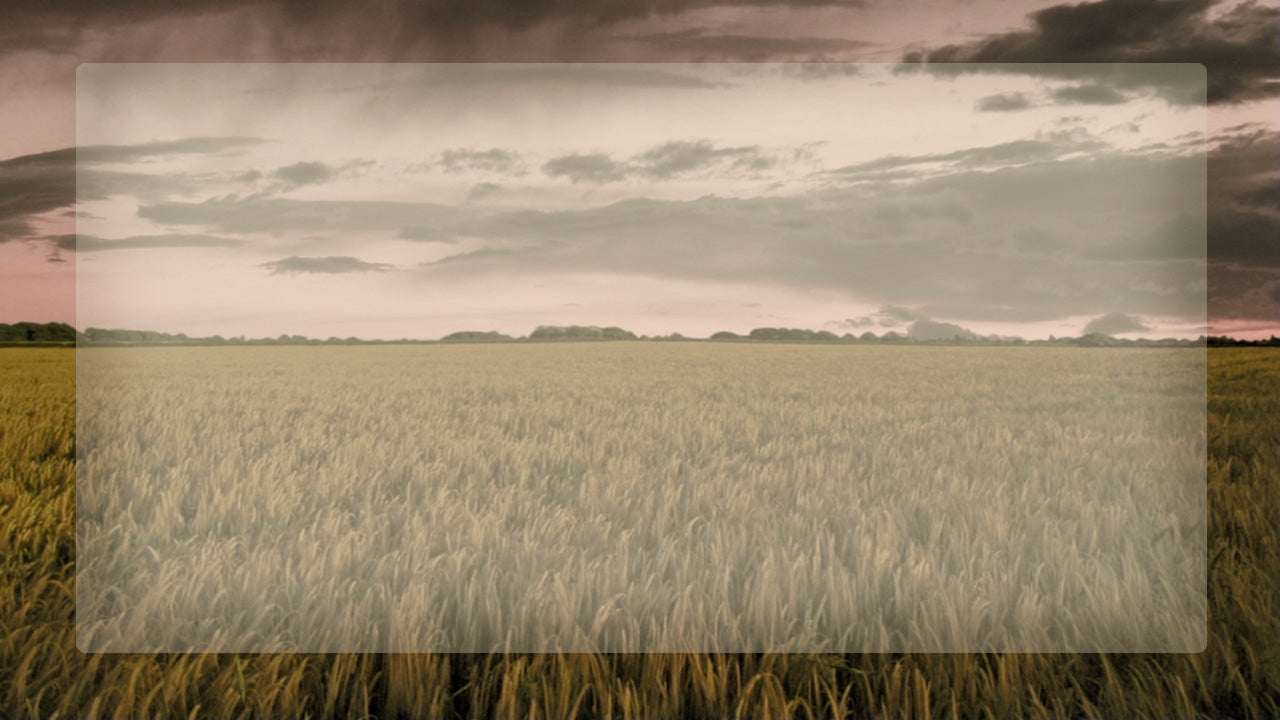 Thanksgiving Illustration - Wheatfield
