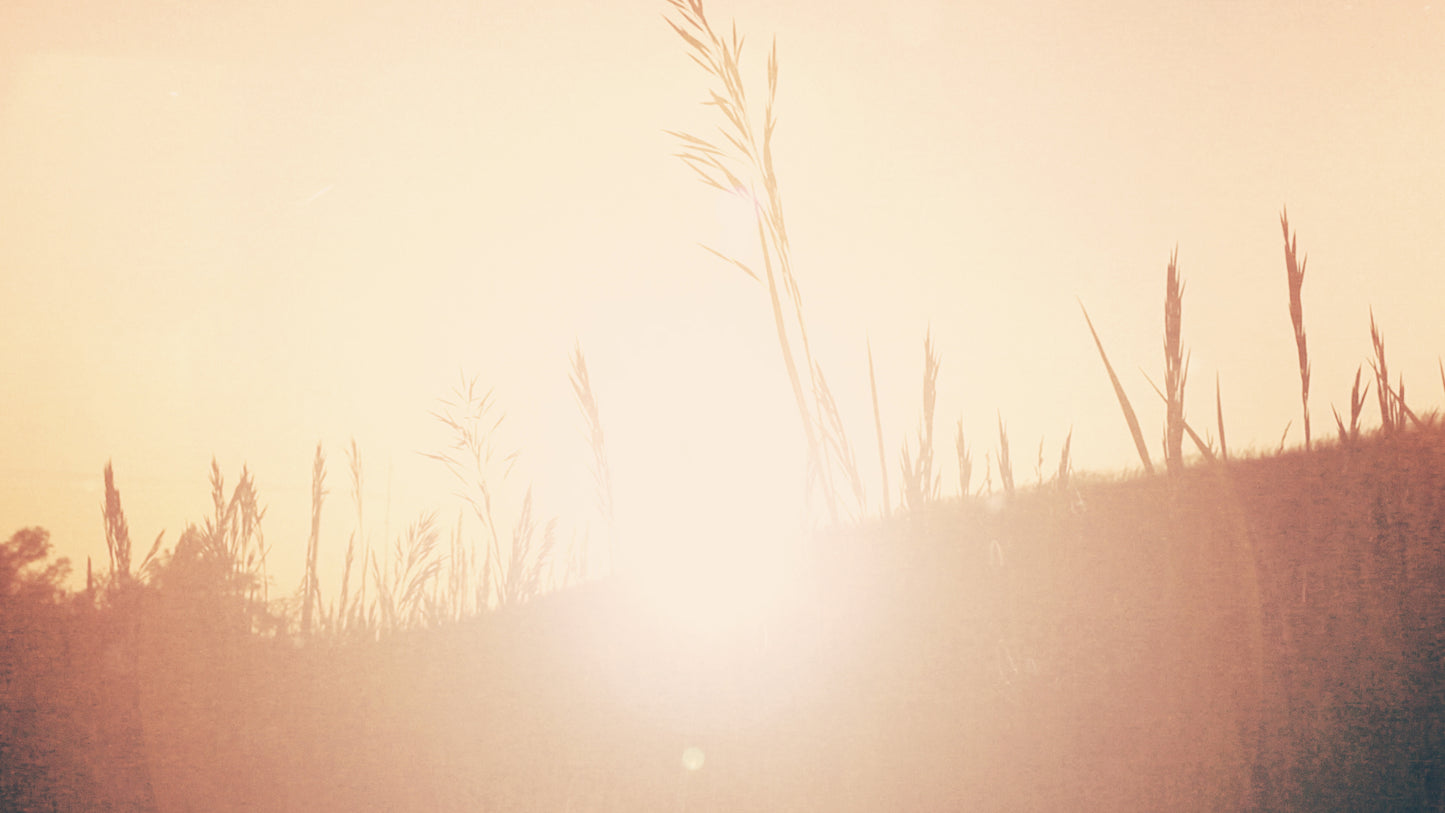 Sunset Grass