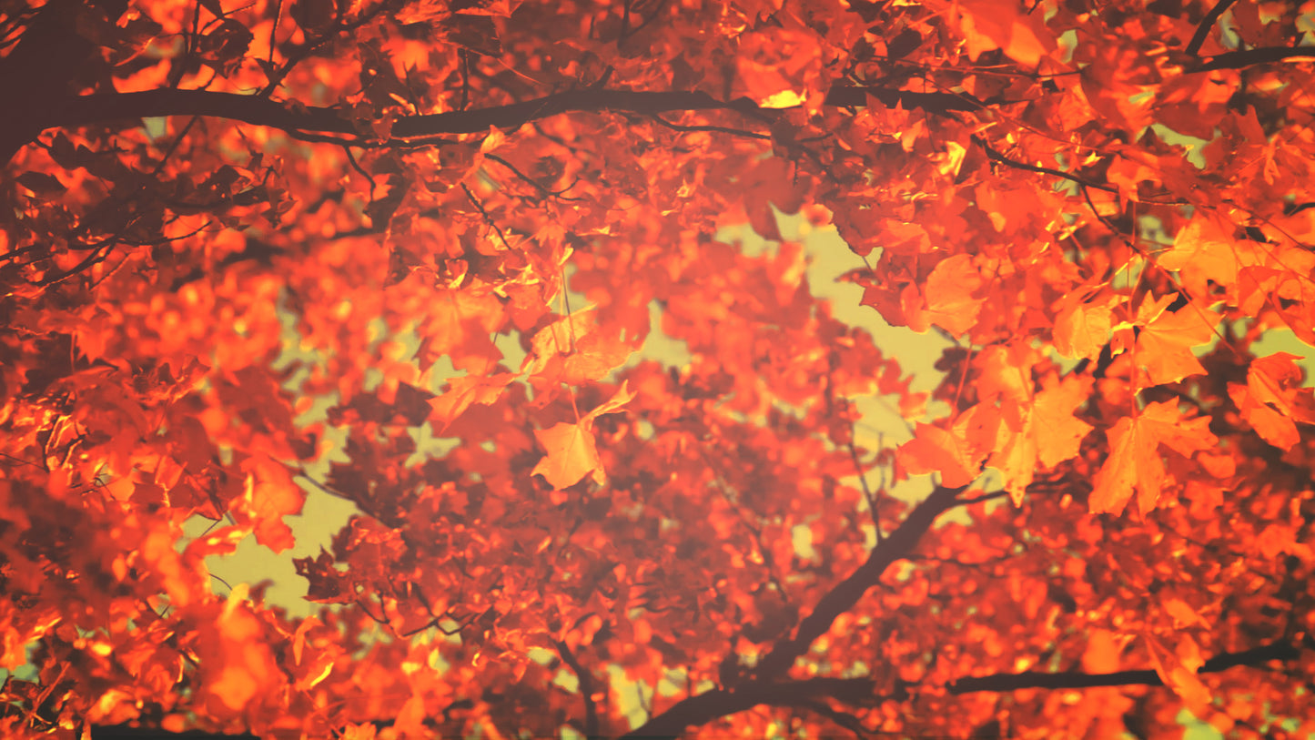 Thanksgiving Light Leaves