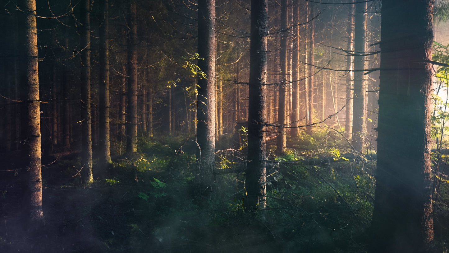 Last Light Trees