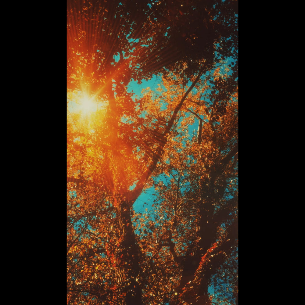 Autumn Canopies Blank Reel 03