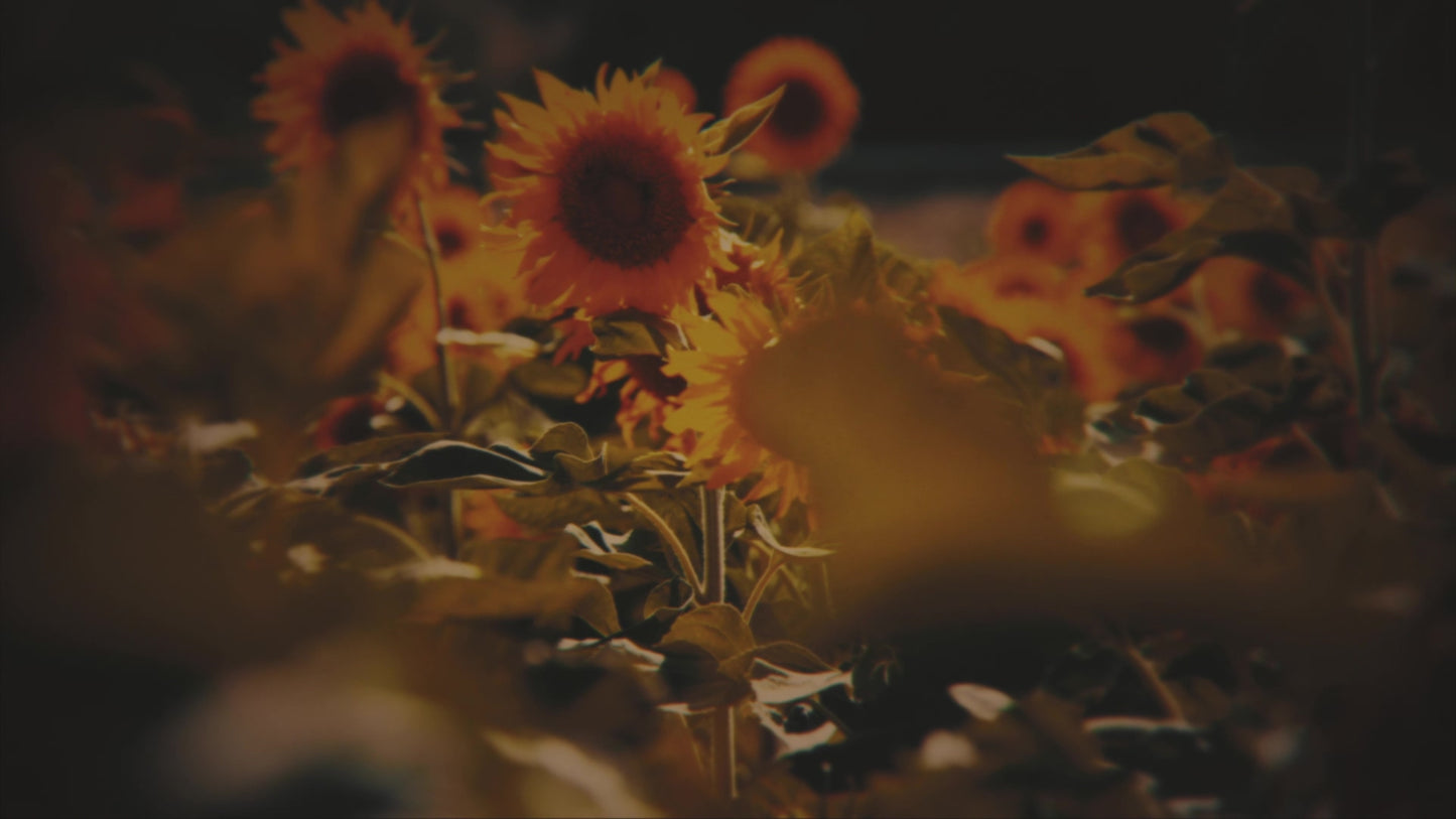 Vintage Sunflowers Stalks