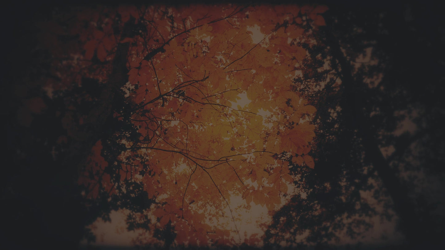 Autumn Fire Embers Subdued