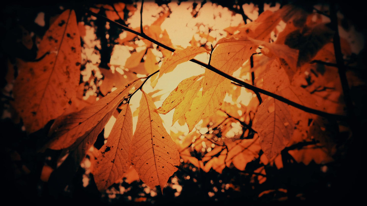 Autumn Fire Sparks
